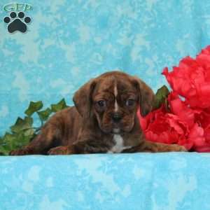 Snickers, Boston Terrier Mix Puppy